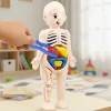 human body toy, anatomy toy